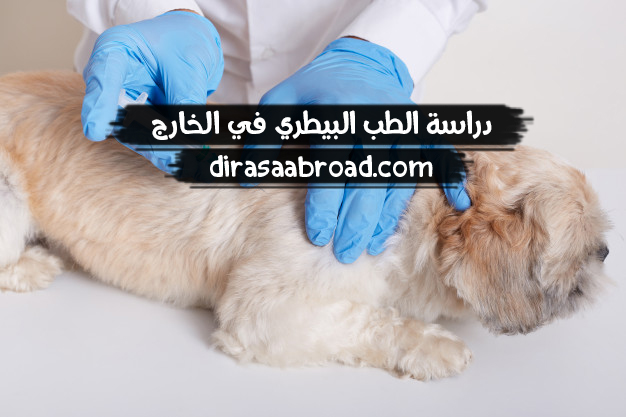 دراسة الطب البيطري